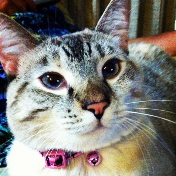 Meet your Posher, Ladonna - Picture 1 of 1